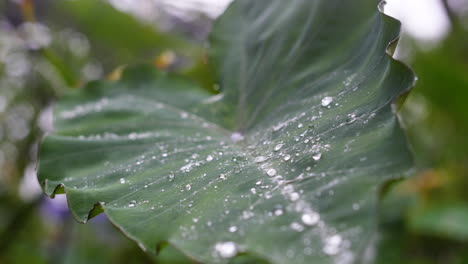 Rain-falling-on-a-giant-leaf,-water-droplet-hydrophobic-effect-Montpellier-Moco
